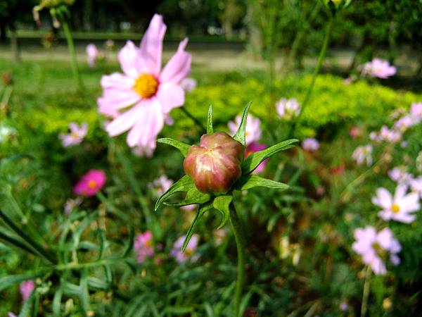 波斯菊 1060105_3 青年公園.JPG