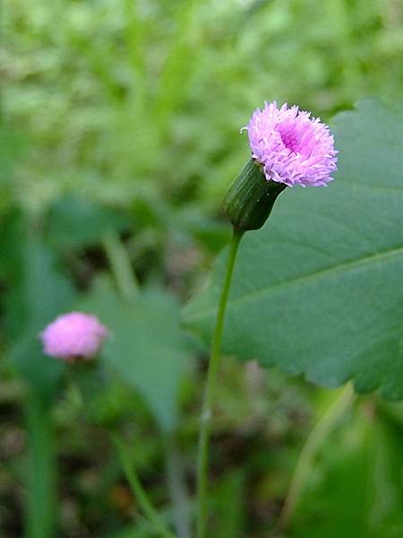 植物野花野草菊科紫背草屬 擴花紫背草emilia Latens 1 漳和國中 8 Jpg Jsy247 的相簿 痞客邦