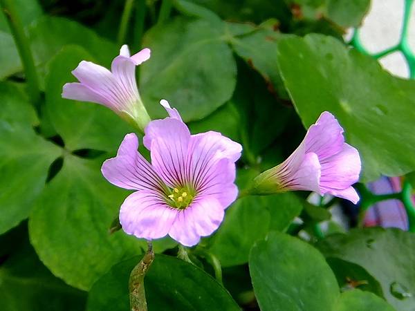 紫花酢漿草 1060317_2 雙和公園.JPG