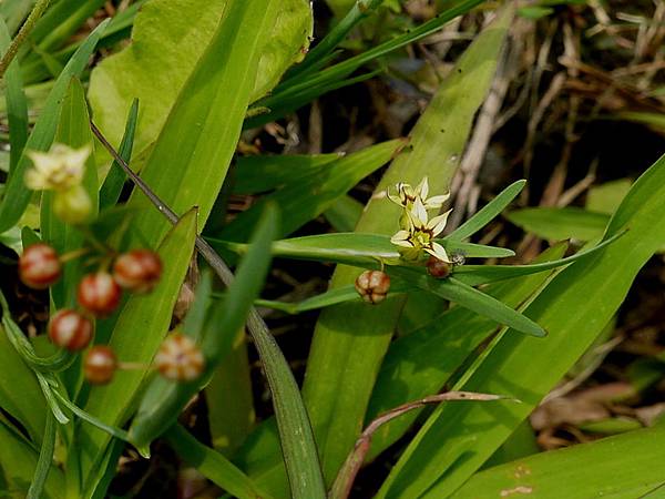 一年生庭菖蒲  1060409_3 新北中和河堤.JPG