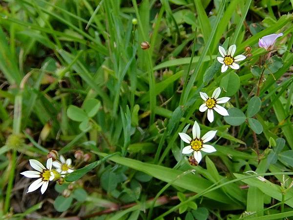 一年生庭菖蒲  1060426_3 新北中和河堤.JPG