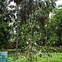 囊葉榕 1060526_9 台北植物園.JPG