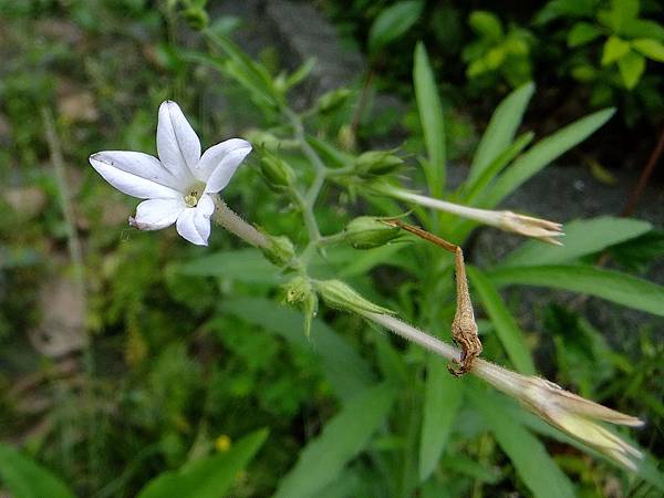 皺葉菸草 1060426 中和光復國小.JPG