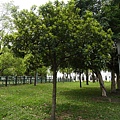 豬腳楠 1060413_7 4號公園.JPG