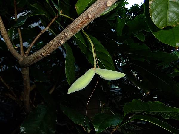 蘋婆 1060611_1 雙和公園.JPG