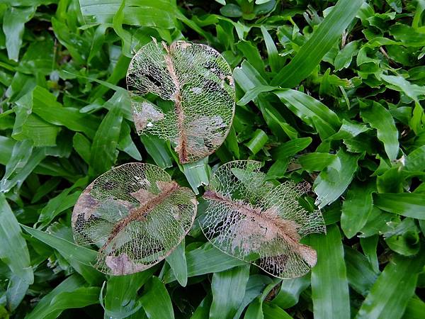 台灣欒樹 果皮1060606_1 4號公園.JPG