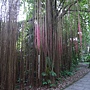 銀屏藤 1060526 台北植物園.JPG