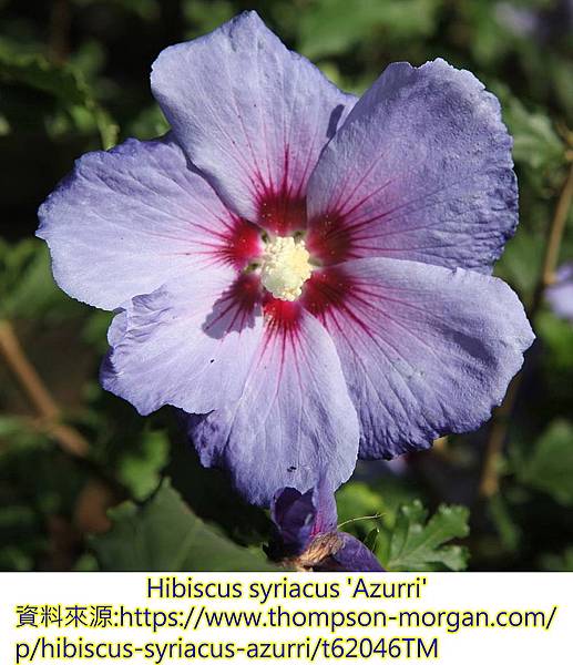 Hibiscus syriacus-Azurri.jpg