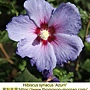 Hibiscus syriacus-Azurri.jpg