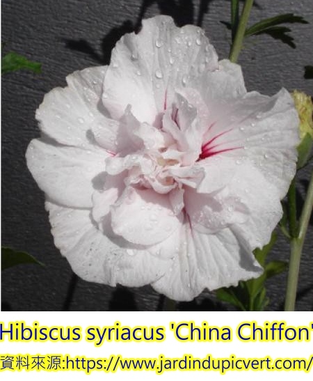 Hibiscus syriacus-China Chiffon.jpg