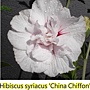 Hibiscus syriacus-China Chiffon.jpg