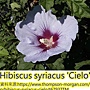 Hibiscus syriacus-Cielo.jpg