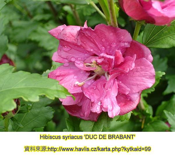 Hibiscus syriacus-Duc De Brabant.jpg