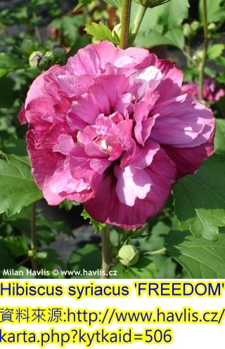 Hibiscus syriacus-Freedom.jpg