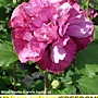 Hibiscus syriacus-Freedom.jpg