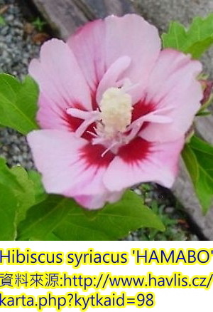 Hibiscus syriacus-Hamabo-1.jpg