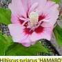 Hibiscus syriacus-Hamabo-1.jpg