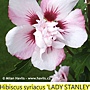 Hibiscus syriacus-Lady stanley.jpg