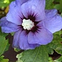 Hibiscus syriacus-Marina.jpg