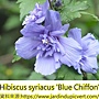 Hibiscus syriacus-mauve-en-arbre-blue-chiffon-.jpg