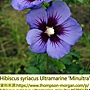 Hibiscus syriacus-Minultra-1.jpg