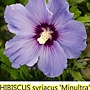 Hibiscus syriacus-Minultra-2.jpg