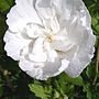 Hibiscus syriacus-Notwoodtwo.jpg