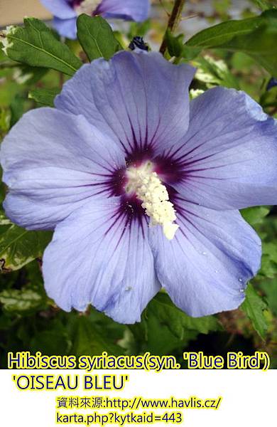 Hibiscus syriacus-Oiseau bleu.jpg