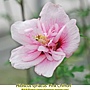 Hibiscus syriacus-Pink Chiffon.jpg