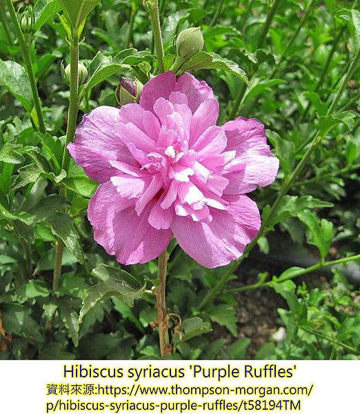 Hibiscus syriacus-Purple Ruffles.jpg