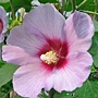 Hibiscus syriacus-Resi.jpg