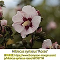 Hibiscus syriacus-Rosso.jpg