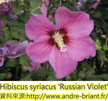 Hibiscus syriacus-Russian Violet.jpg