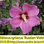 Hibiscus syriacus-Russian Violet.jpg