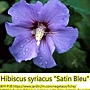 Hibiscus syriacus-Satin Bleu.jpg