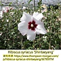 Hibiscus syriacus-Shintaeyang.jpg