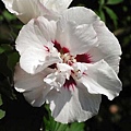 Hibiscus syriacus-Speciosus.jpg