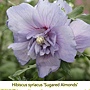 Hibiscus syriacus-Sugared Almonds.jpg