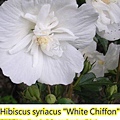 Hibiscus syriacus-White Chiffon.jpg