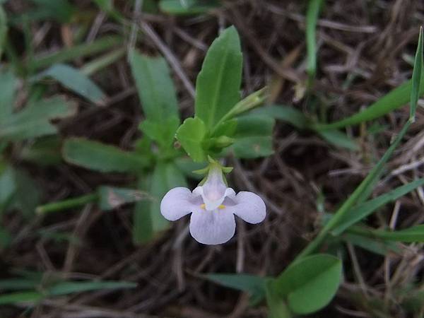 泥花草 1061023_1  新北中和河堤.JPG