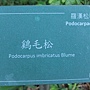 雞毛松 1061210_4 台北植物園.JPG