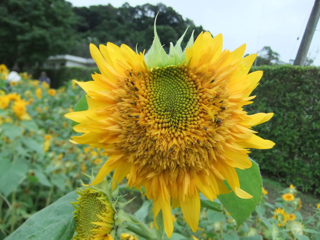 植物菊科 多瓣向日葵 東北八重 1 士林官邸眾星雲菊 Jpg Jsy247 的相簿 痞客邦pixnet