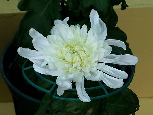 菊花-精興大臣 1061202 士林官邸眾星雲菊.JPG