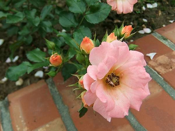 玫瑰-水蜜桃漂移 1061202_2 士林官邸眾星雲菊.JPG