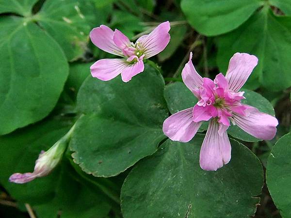 紫花酢漿草 1070319_7 圓通寺.JPG