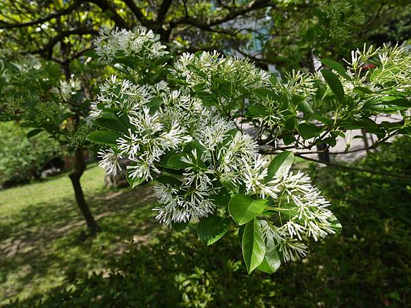 流蘇樹 1070322_1 4號公園.JPG