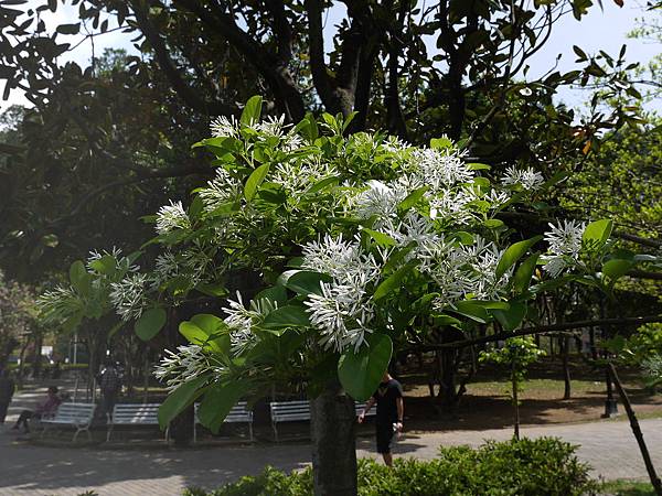 流蘇樹 1070322_2 4號公園.JPG