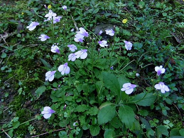 佛氏通泉草 1070311_1 4號公園.JPG