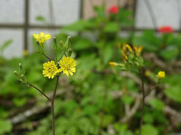 黃鵪菜 蟲癭 1070305_5 廣福路.JPG