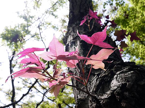 楓香 1070322_1 4號公園.JPG